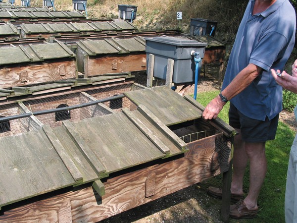No ban on cages in Wales
