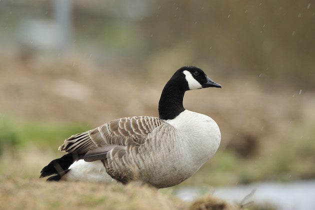 Canada goose 