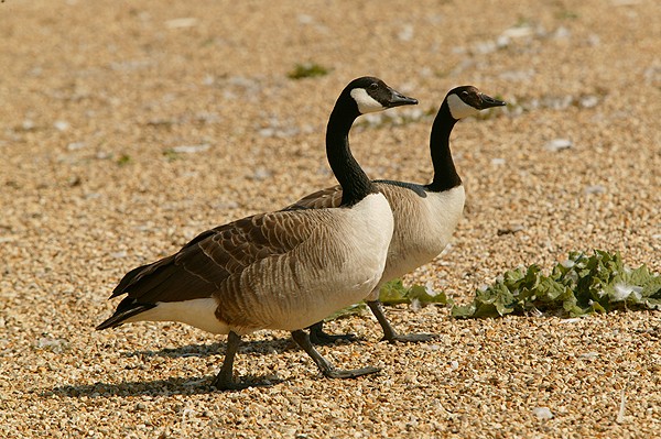 Law change to permit sale of Canada geese
