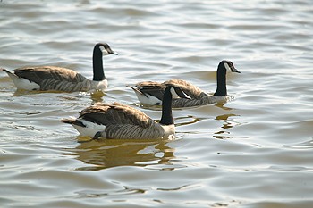 Canada Geese &#8211; Spring cull on Windermere