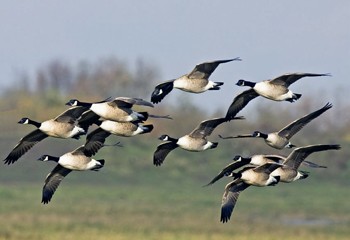 Canada geese could soon &#13;
be on the menu