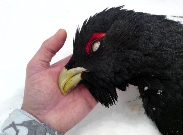 Capercaillie
