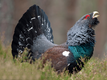 RSPB ‘willing to sacrifice &#13;
the capercaillie’
