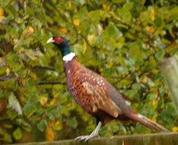 Keepers call for more time to catch-up birds