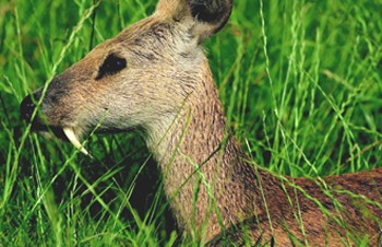 Won over by the water deer