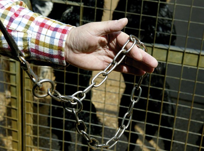 Gundog training – Pulling on the lead