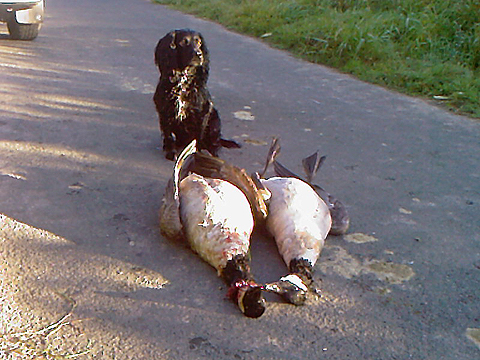 Wildfowling dog