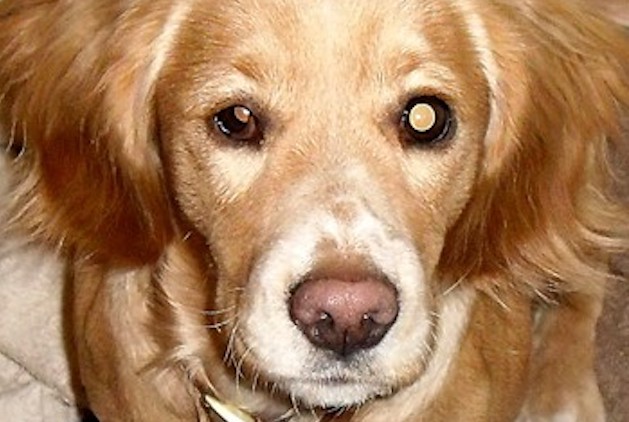 What&#8217;s wrong with my cocker spaniel&#8217;s eye?