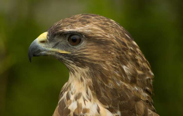 Keeper caught on hidden camera convicted of killing birds of prey