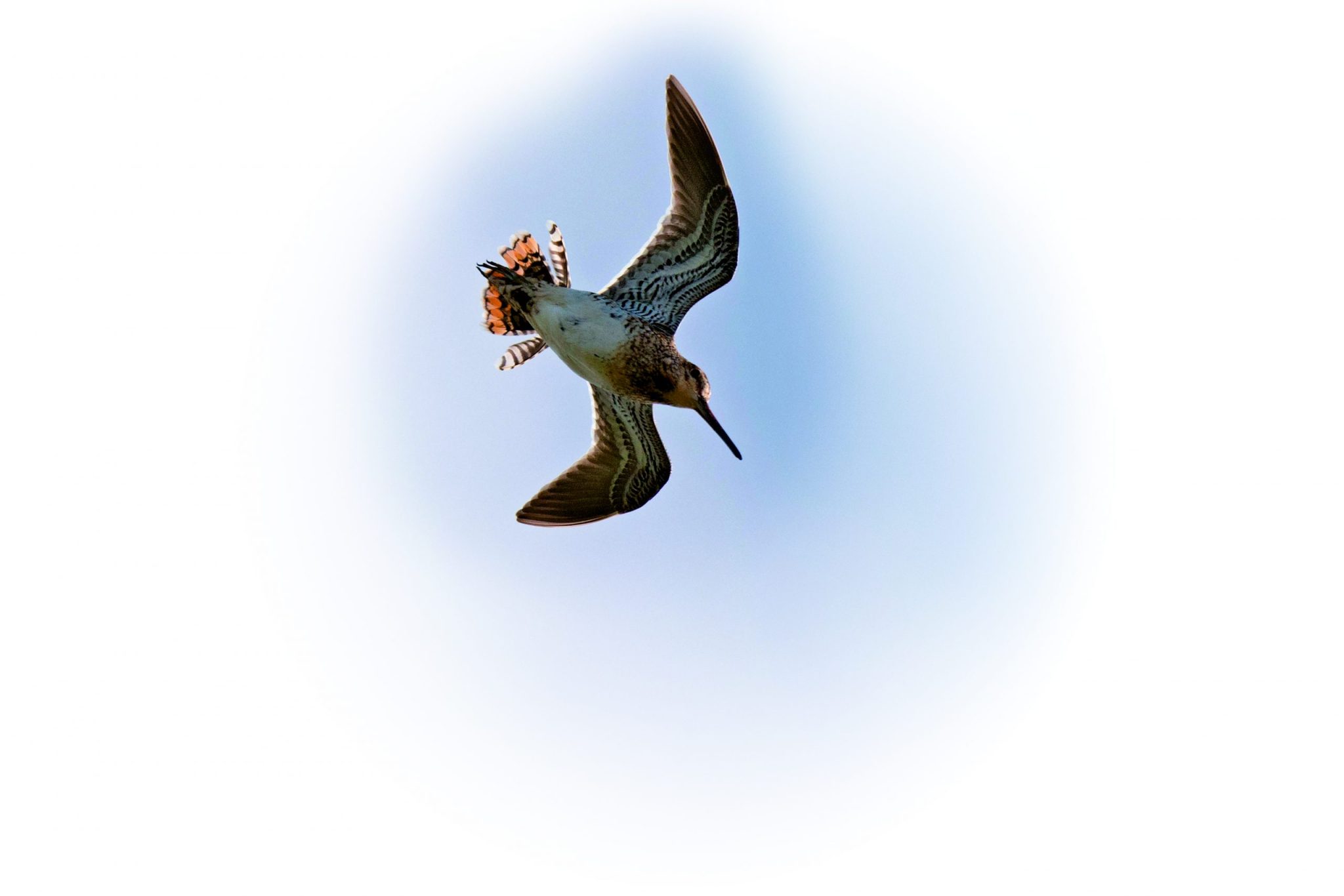 The common snipe &#8211; or, as the Finnish call it, the &#8216;sky ram&#8217;