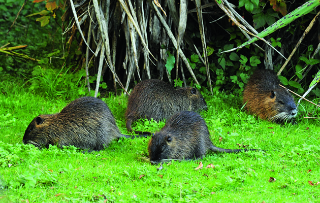 Coypu