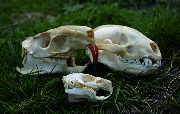 Coypu