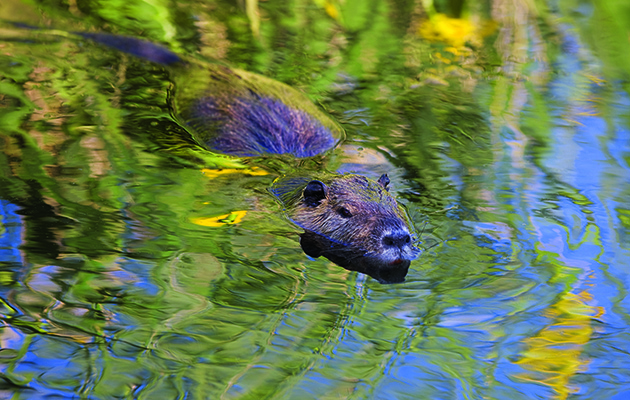 What happened to the coypu in England?