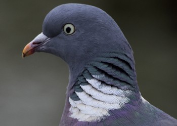 Bargain pigeon decoying