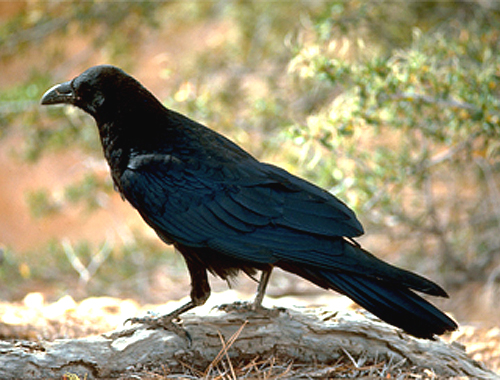Will a non-local bird in my Larsen Trap attract more crows?