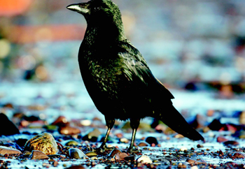 RSPB &#8220;extraordinarily hypocritical&#8221; for culling birds under under licence