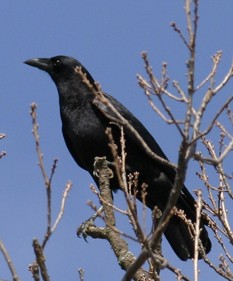 How do I catch crows?