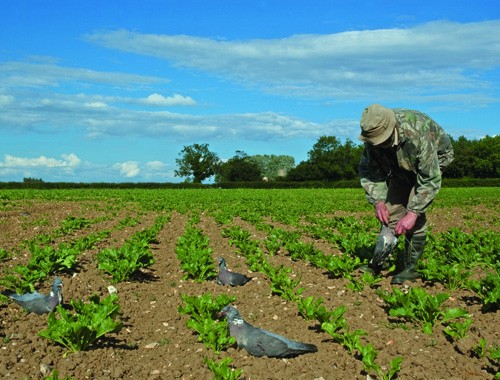 Is it possible to put too many decoys into a pattern?