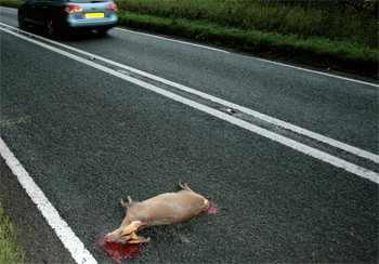 Free Deer Collisions app will help to map deer casualties