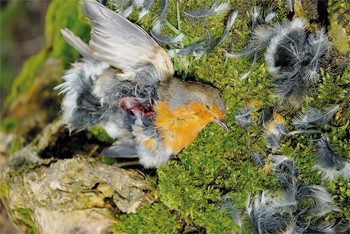 Police fail to tackle wildlife crime across UK