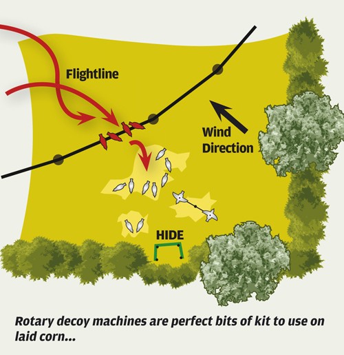 Pigeon shooting: Decoying over laid cereals