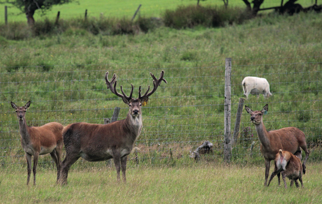 How to spot TB in deer