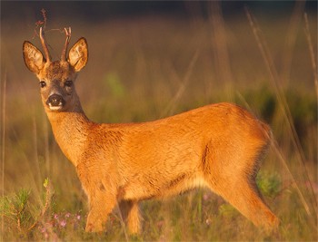 Why do some deer bob their head up and down?