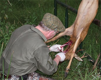 Is it neccessary to bleed a deer carcass after shooting it?