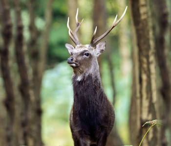 How do I deal with a barking deer?