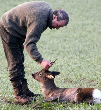 How far is it possible for deer to travel after being shot?