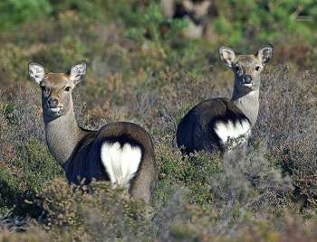 How far do deer normally run after a heart shot?