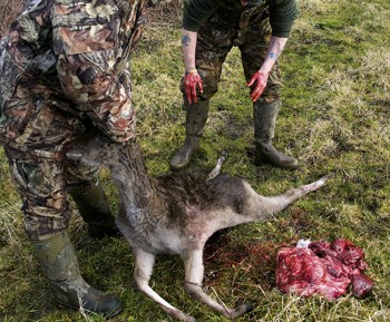 When deer stalking, do you bury the gralloch?