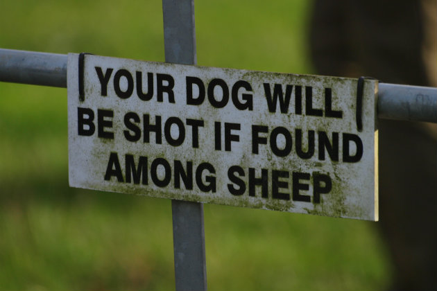 Dog chasing sheep sign