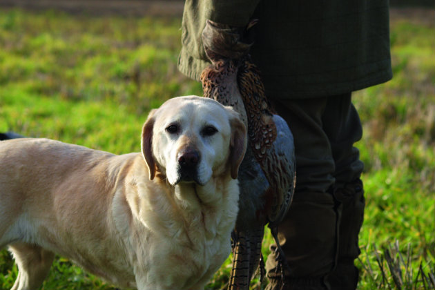 Labrador and handler