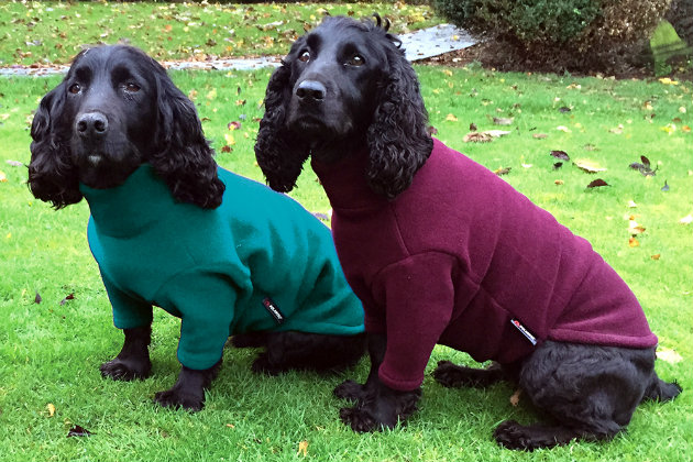 Avoiding hypothermia in dogs