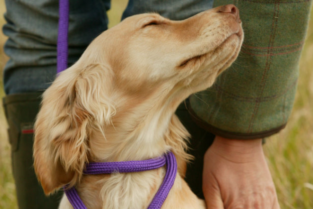 Slip lead on a spaniel