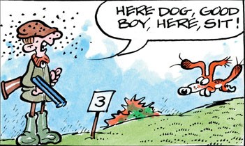 Midges trouble for dog