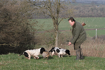 Dog days in Dorset