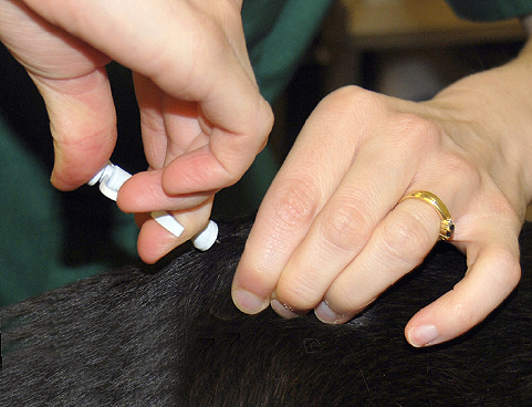 All dogs in England to be microchipped from April 2013