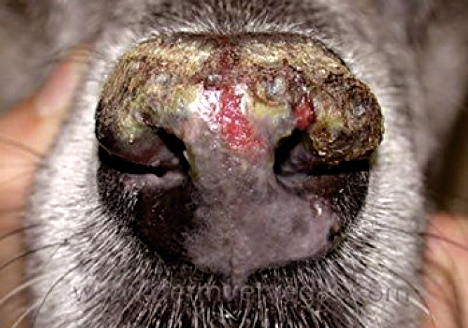 My gundog has a dry, bleeding nose!