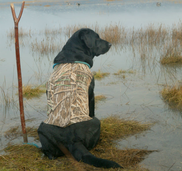 Dog in camouflage