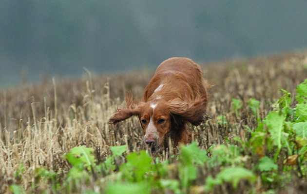 Dog's first shoot day