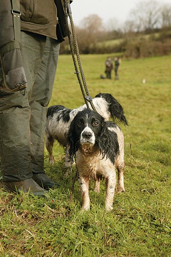 Illness warning for dog owners