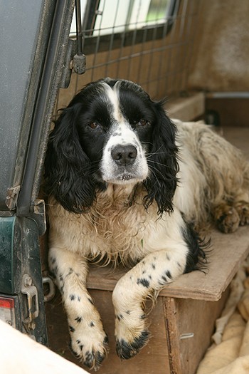 EU moves to take over control of dog welfare