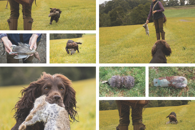 Training your young gundog &#8211; from dummies to game