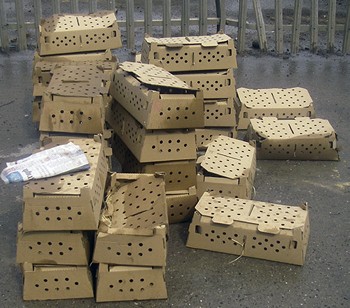 RSPCA appeal to shooting community over dumped poults