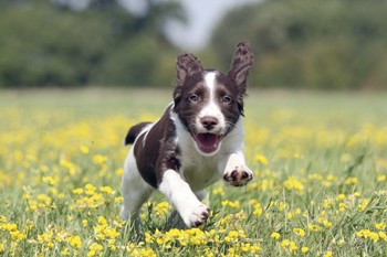 Is my gundog training too strict?