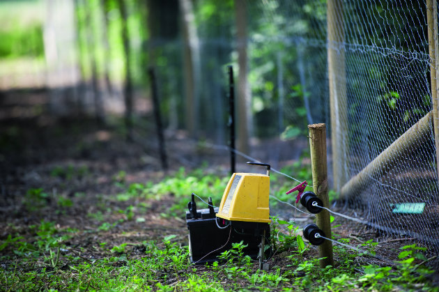 electric fencing at shoot 