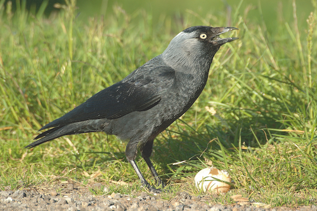Jackdaw