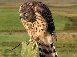 RSPB accuses falconers of theft